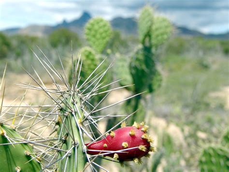 Fotos gratis naturaleza césped espinoso cactus campo prado