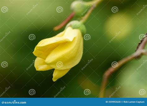 Campanas De Cera Amarilla Kirengeshoma Koreanbsp Flor En Forma De Panza