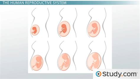 Female And Male Sexual Anatomy Lesson