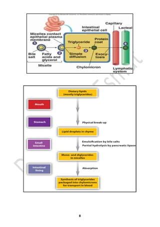 1 Lipid Digestion Absorption 1 1 Pdf