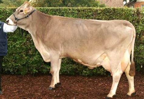 Klinger Export - Cattle - Breeding Cattle - Brown swiss