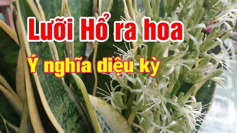 Cây Lưỡi hổ ra hoa có ý nghĩa gì ? Báo hiệu điều gì ?| Hằng Lê HG85 ...