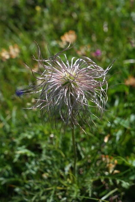 Fria Bild Natur Sommar Wildflower Bl Himmel Flora Solros V Xt