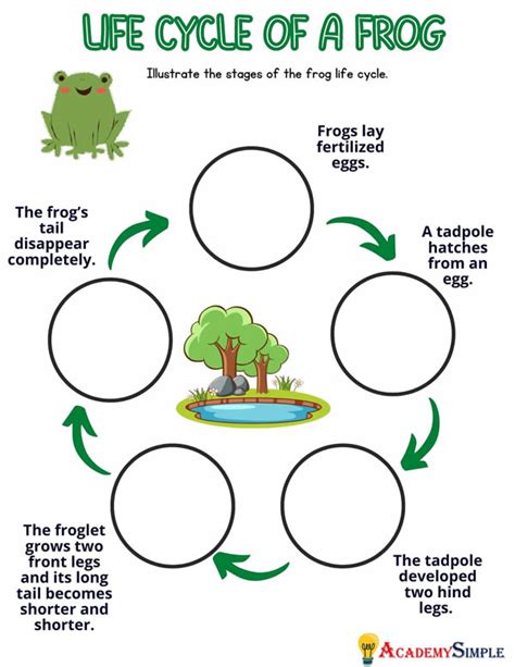 Life Cycle Of A Frog Worksheet Grade 4