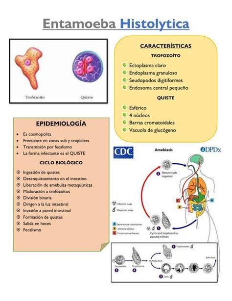 Ciclo De Vida De Entamoeba Histolytica