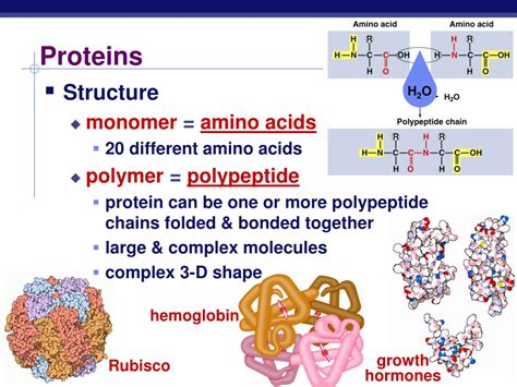 Ppt Ch Macromolecules Part Proteins Nucleic Acids Powerpoint