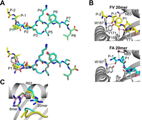 Figure From Unusual Crystal Structures Of Mhc Class I Complexes