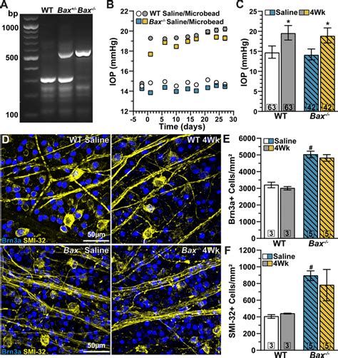 Genotype Confirmation Iop Elevation And Rgc Density A Pcr Products