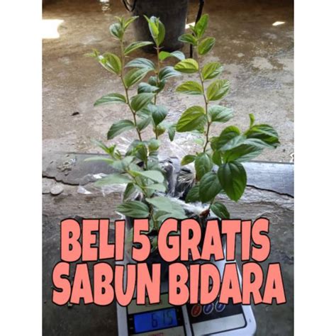 Jual Termurah Bibit Bidara Arab Sidrun Shopee Indonesia