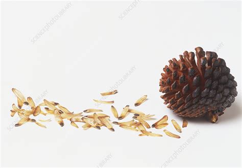 Pine cone and seeds - Stock Image - C053/4685 - Science Photo Library