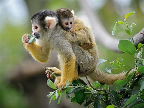 Temple of Tiny Monkeys | Reid Park Zoo