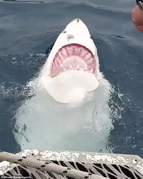 Tourists Film Rare Moment A Great White Shark Swims Upside Down While