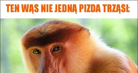 Ten wąs nie jedną pizda trząsł memy gify i śmieszne obrazki facebook