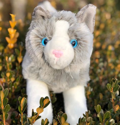 Snowball White Cat