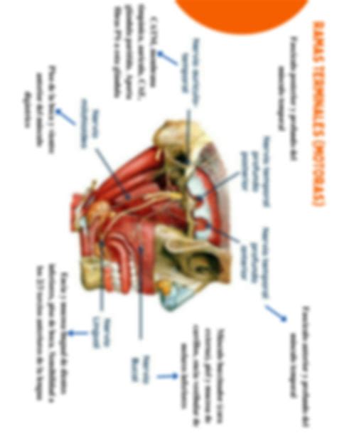 SOLUTION Nervio Trigemino Rama Mandibular Funciones Inervacion Ramas