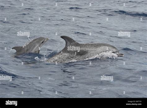 Atlantic Spotted Dolphin Pair Hi Res Stock Photography And Images Alamy