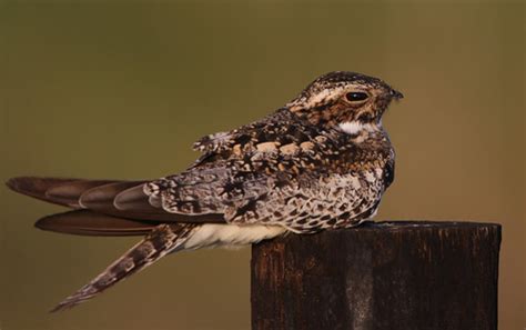 Common Nighthawk Anahuac National Wildlife Refuge Texas Flickr