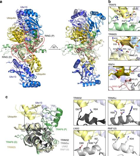 The Activity Of Traf Ring Homo And Heterodimers Is Regulated By Zinc