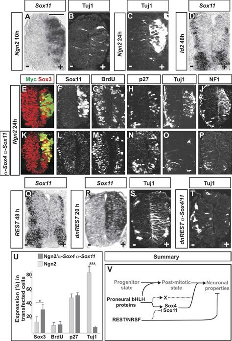 The Expression Of Sox4 And Sox11 Is Controlled By Rest And Proneural Download Scientific