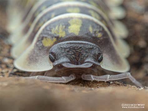 Armadillidium Ruffoi Isopod Site