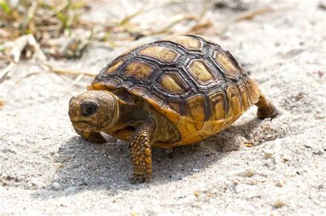 Gopher Tortoise Care Sheet Reptiles Cove