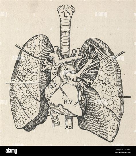 Anatomische Struktur Des Herzens Fotos Und Bildmaterial In Hoher