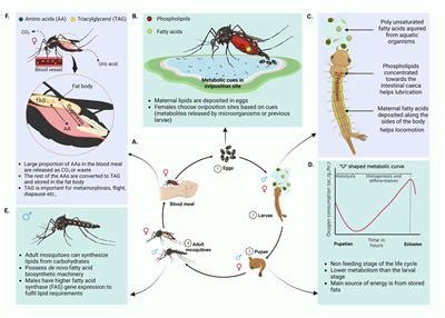 Frontiers The Buzz In The Field The Interaction Between Viruses