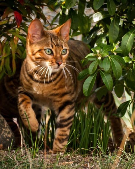 What Are Toygers Domestic Tiger Cats As House Pets Pethelpful By