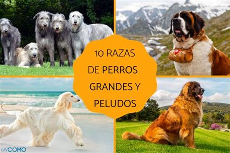 Razas De Perros Peludos