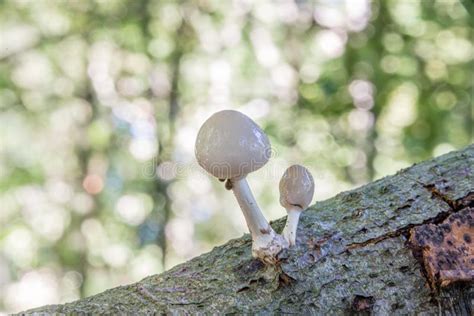 Porcelain Mushrooms Oudemansiella Mucida On A Oak Log In A Forest Stock