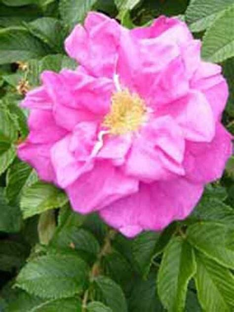 Kartoffel Rose Apfel Rose Rosa Rugosa Kaufen