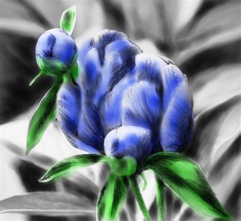 Beautiful Nature Grayscale Coloring Book Grayscale Peony Flower Buds