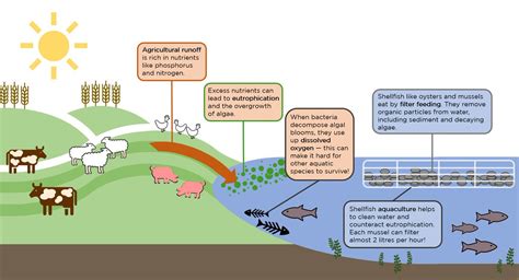 Agricultural Runoff Diagram