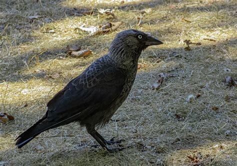 Nordic Jackdaw Stockholm Sweden Coloeus Monedula Monedul Flickr