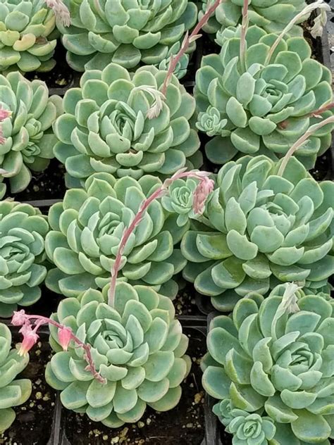 Echeveria Blue Echeveria Succulent 6 Pot Hello Hello Plants