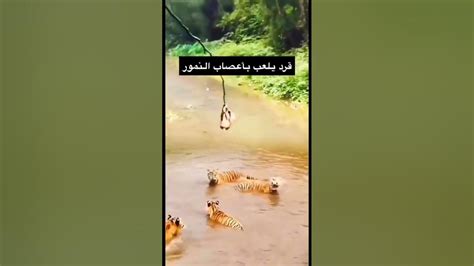 قرد شيطان دوخ النمور 🤣😂😅😆 Youtube