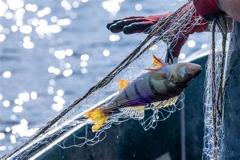 Illegaler Fischfang Viele Hausaufgaben Unerledigt