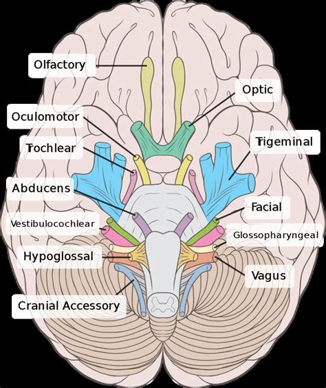 Oculomotor nerve - Alchetron, The Free Social Encyclopedia