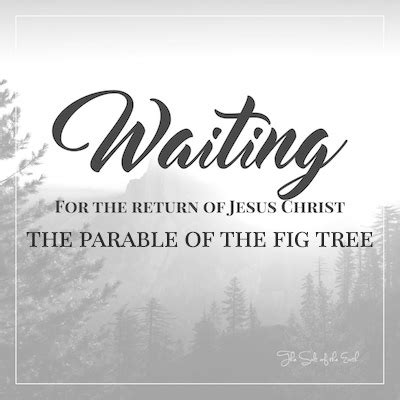 What Is The Meaning Of The Parable Of The Fig Tree Matthew 24