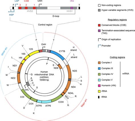 Schematic Representation Of Human MtDNA A Double Stranded Circular