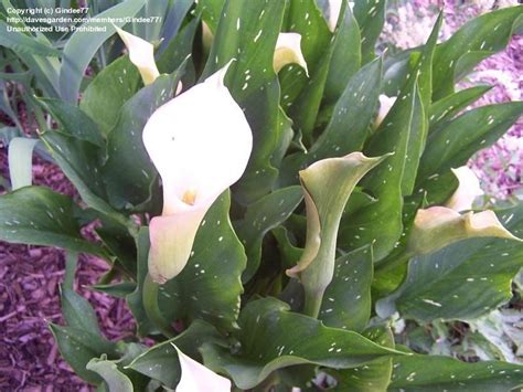 Plantfiles Pictures Spotted Leaved White Arum White Spotted Calla