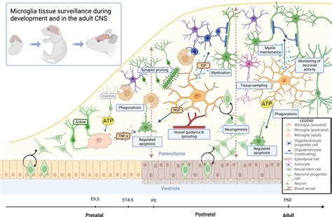 Microglial Tissue Surveillance During Development And In The Adult CNS