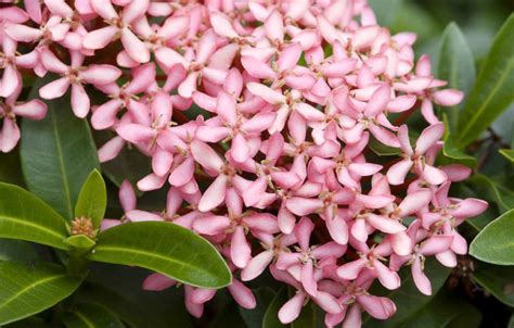 Ixora Dwarf Pink Bougainvillea Ixora And Hibiscus Wholesale Young