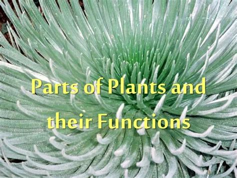 Parts Of A Hibiscus Flower And Their Functions Ppt Home Alqu