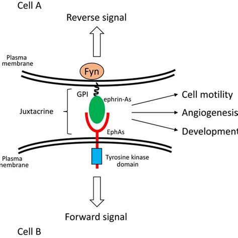 Activation Mechanism Of The Eph Ephrin System Ephrinas Anchored By