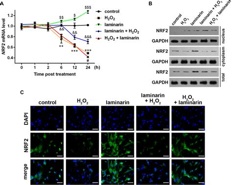 Expression Change Of Nuclear Factor Erythroid Like Nrf Induced