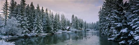 Evergreen Trees Covered With Snow Photograph By Panoramic Images Fine