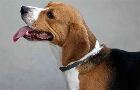 Discover Unique Beagle Bloodhound Mix: Temperament & Traits