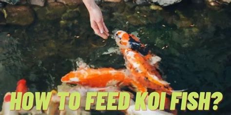 What Do Koi Fish Eat Food List Feeding Tips 2023