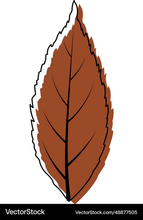 Ash Tree Leaf Royalty Free Vector Image Vectorstock